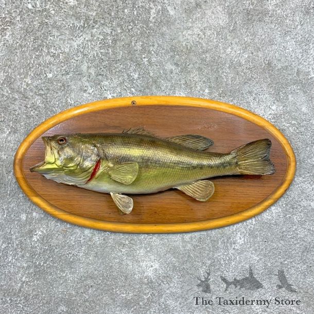 Largemouth Bass Fish Mount For Sale #23566 @ The Taxidermy Store