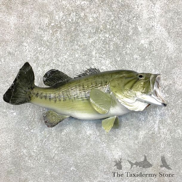 Largemouth Bass Fish Mount For Sale #23833 @ The Taxidermy Store