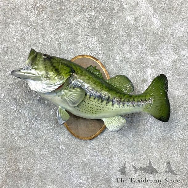 Largemouth Bass Fish Mount For Sale #23835 @ The Taxidermy Store