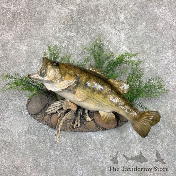 Largemouth Bass Fish Mount For Sale #23844 @ The Taxidermy Store