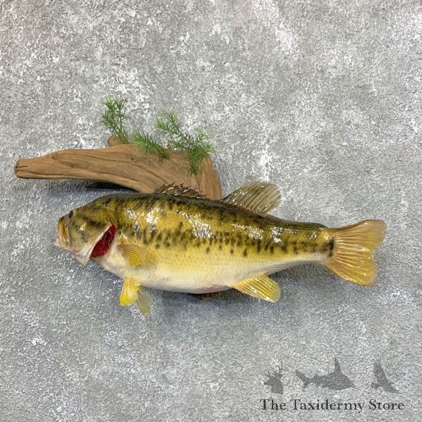 Largemouth Bass Fish Mount For Sale #23888 @ The Taxidermy Store