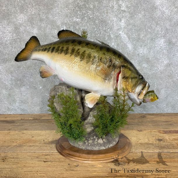 Largemouth Bass Fish Mount For Sale #23907 @ The Taxidermy Store