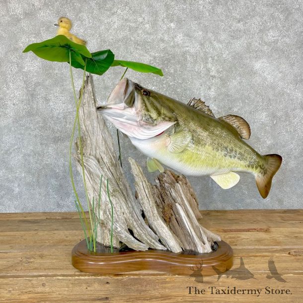 Largemouth Bass Fish Mount For Sale #24745 @ The Taxidermy Store