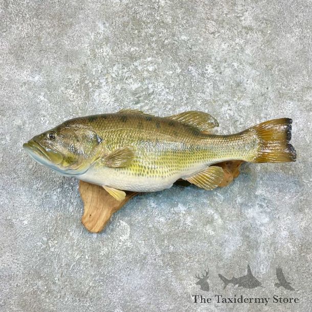 Largemouth Bass Fish Mount For Sale #26930 @ The Taxidermy Store