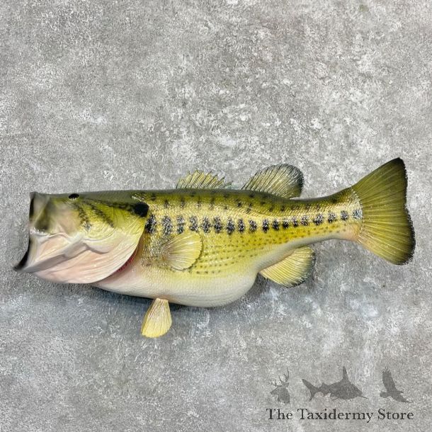 Largemouth Bass Fish Mount For Sale #27246 @ The Taxidermy Store
