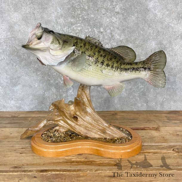 Largemouth Bass Fish Mount For Sale #27198 @ The Taxidermy Store
