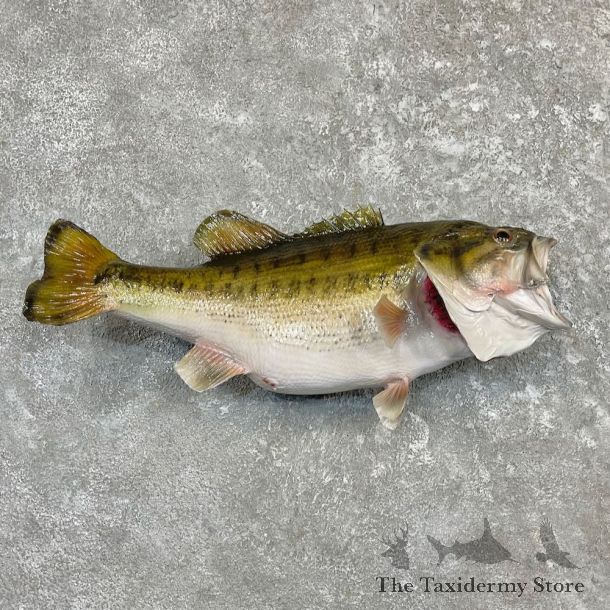 Largemouth Bass Fish Mount For Sale #27245 @ The Taxidermy Store