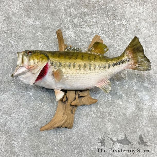 Largemouth Bass Fish Mount For Sale #27266 @ The Taxidermy Store