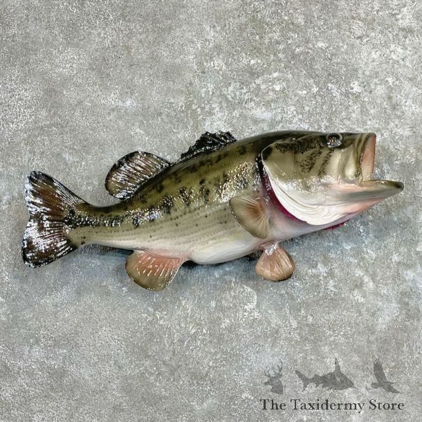Largemouth Bass Fish Mount For Sale #27327 @ The Taxidermy Store