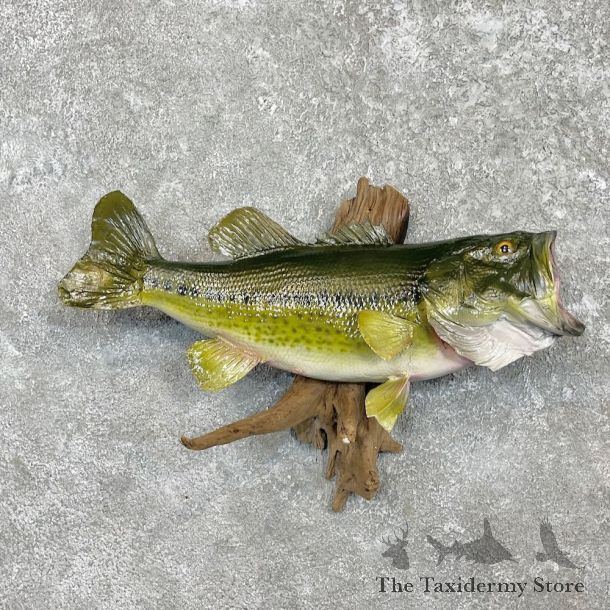 Largemouth Bass Fish Mount For Sale #27435 @ The Taxidermy Store