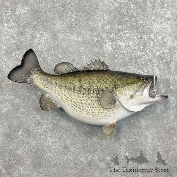Largemouth Bass Fish Mount For Sale #27540 @ The Taxidermy Store