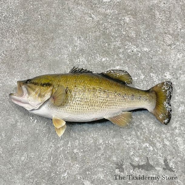 Largemouth Bass Fish Mount For Sale #27568 @ The Taxidermy Store