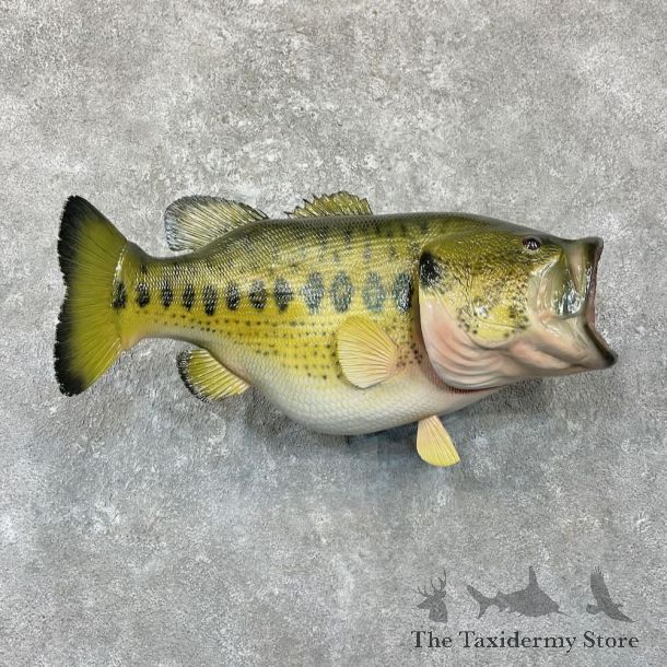 Largemouth Bass Fish Mount For Sale #27810 @ The Taxidermy Store