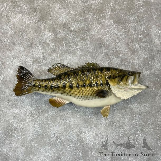 Largemouth Bass Fish Mount For Sale #28112 @ The Taxidermy Store