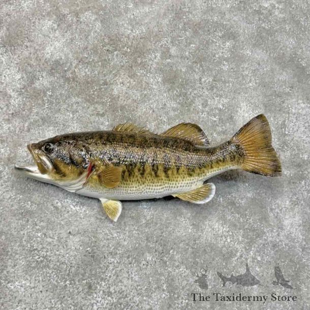 美品【初回限定盤DVD】関ジャニ∞『8EST』4枚組 s1542h - ミュージック新着