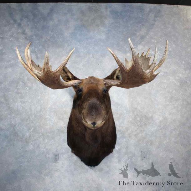 Alaskan Moose Shoulder Mount #11884 For Sale @ The Taxidermy Store
