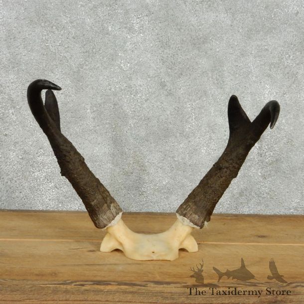 Pronghorn Taxidermy Skullcap & Horns Mount #10813 For Sale @ The Taxidermy Store