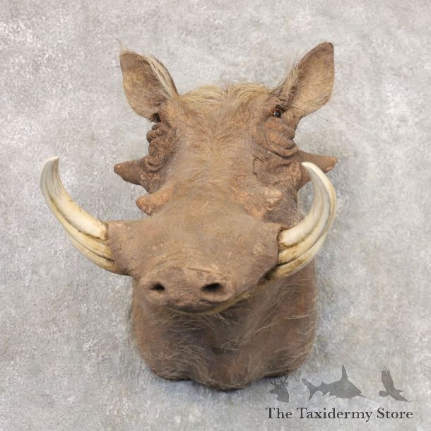 Laterite Warthog Shoulder Mount For Sale #22525 @ The Taxidermy Store
