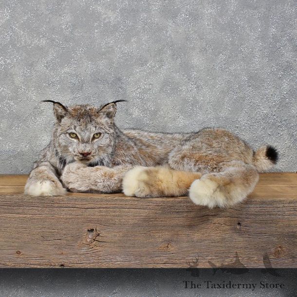 Alaskan Lynx Laying Mount #12203 For Sale @ The Taxidermy Store