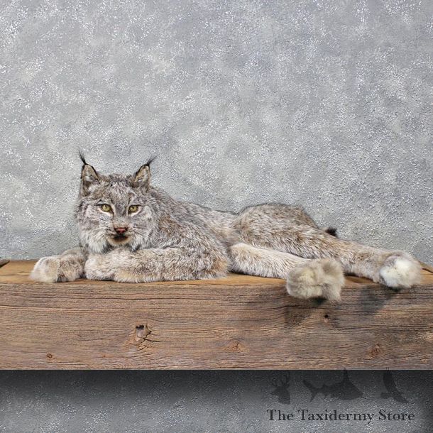 Alaskan Lynx Laying Mount #12204 For Sale @ The Taxidermy Store