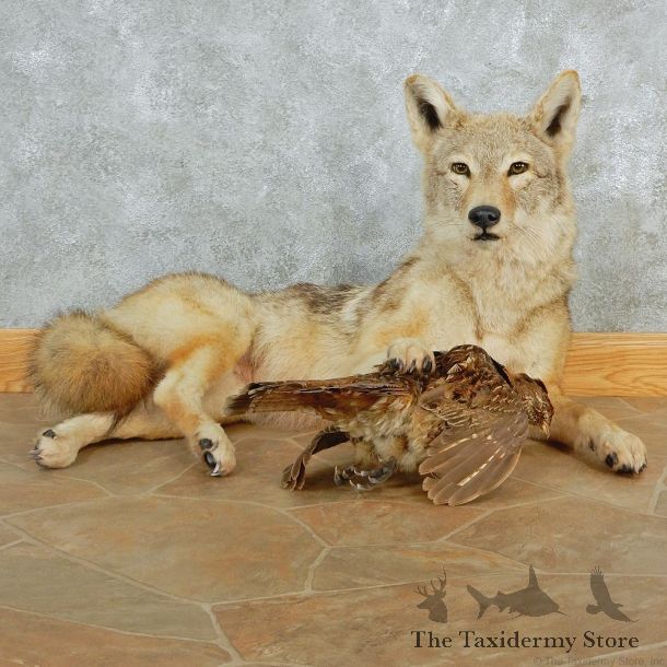 Coyote Life Size Laying Mount w/ Ruffed Grouse #12679 For Sale @ The Taxidermy Store