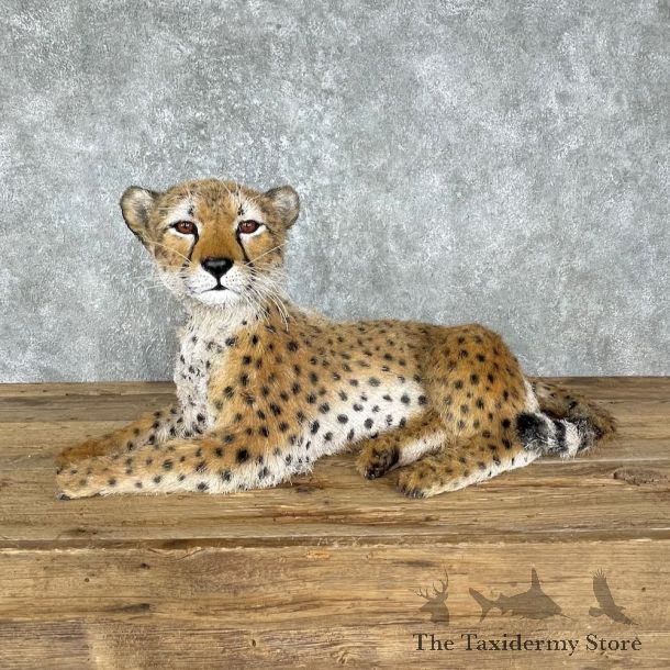 Laying Cheetah Cub Mount #25562 For Sale @ The Taxidermy Store