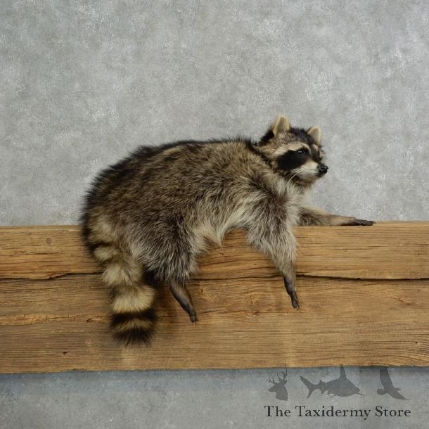Raccoon Life-Size Mount For Sale #17117 @ The Taxidermy Store