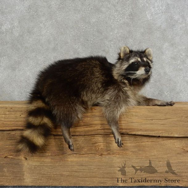 Raccoon Life-Size Mount For Sale #17118 @ The Taxidermy Store