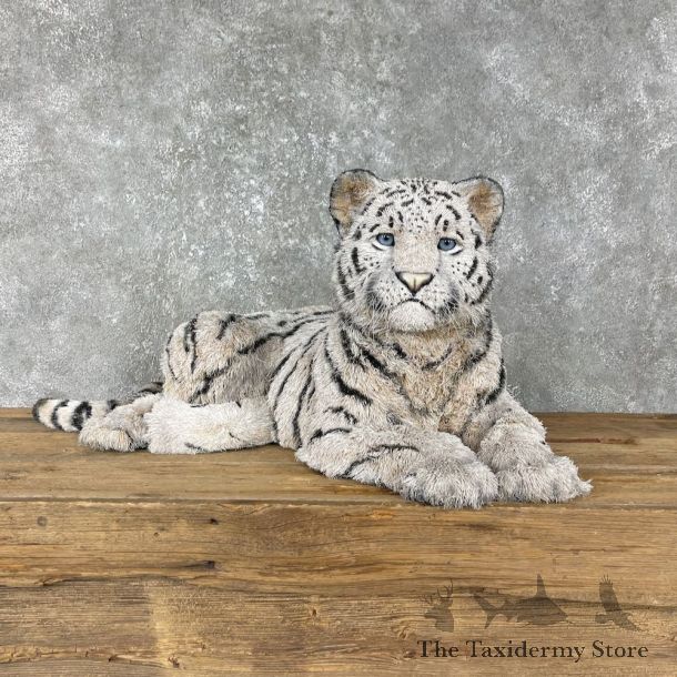 Laying White Tiger Cub Mount #25563 For Sale @ The Taxidermy Store