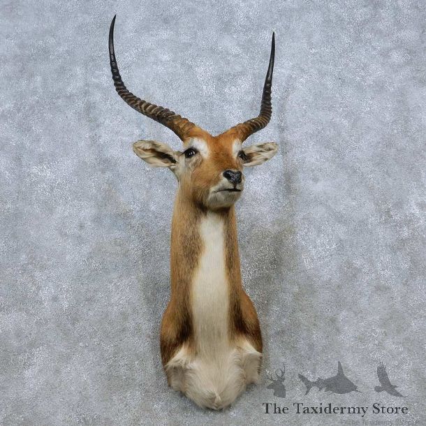 Kafue Flats Lechwe Shoulder Mount For Sale #15040 @ The Taxidermy Store