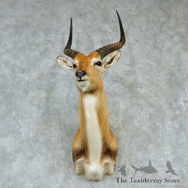 Southern Lechwe Shoulder Taxidermy Mount #13224 For Sale @ The Taxidermy Store