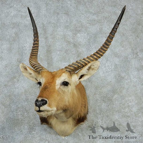 Southern Lechwe Shoulder Taxidermy Mount #13225 For Sale @ The Taxidermy Store