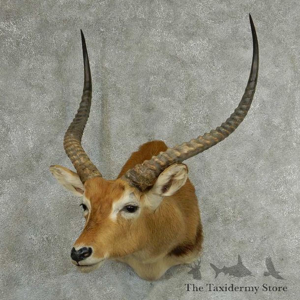 Southern Lechwe Shoulder Taxidermy Mount #13323 For Sale @ The Taxidermy Store