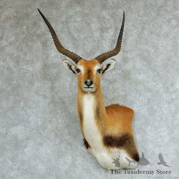 Southern Lechwe Wall Pedestal Taxidermy Mount #13316 For Sale @ The Taxidermy Store