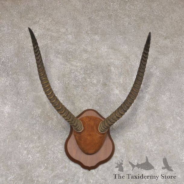 Lechwe Horn Plaque Mount For Sale #22361 @ The Taxidermy Store