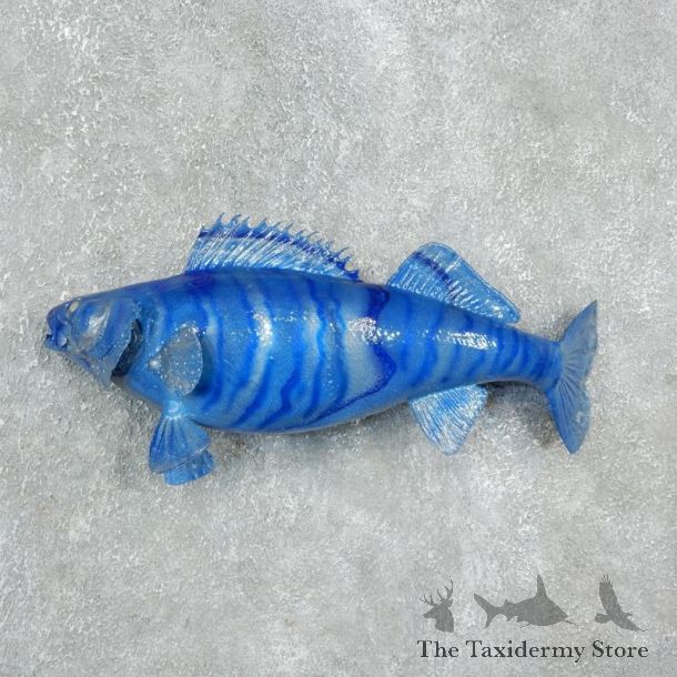 Legendermy Blue Walleye Taxidermy Fish Mount #17939 For Sale @ The Taxidermy Store