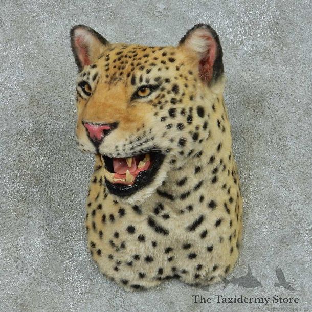 Reproduction Leopard Shoulder Mount #13689 For Sale @ The Taxidermy Store