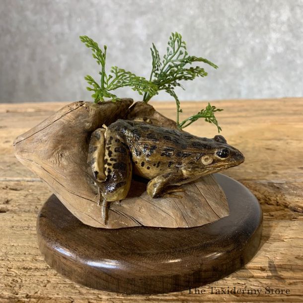 Leopard Frog Taxidermy Mount For Sale #21368 @ The Taxidermy Store