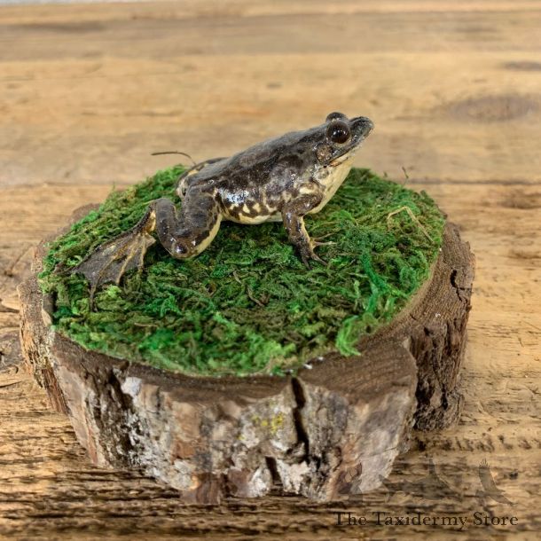 Leopard Frog Taxidermy Mount For Sale #21554 @ The Taxidermy Store