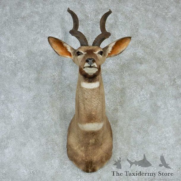 Lesser Kudu Shoulder Taxidermy Mount #13238 For Sale @ The Taxidermy Store