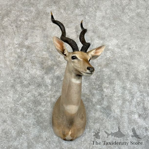 Lesser Kudu Shoulder Mount For Sale #29065 @ The Taxidermy Store
