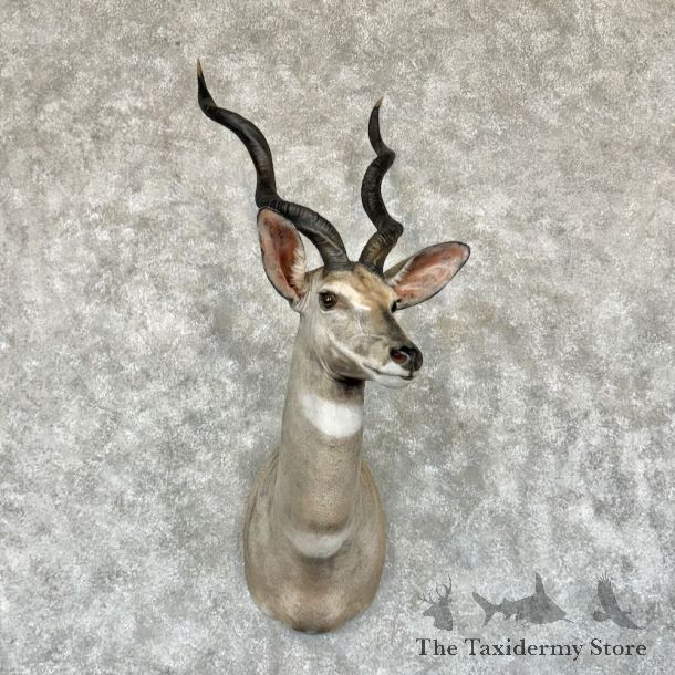 Lesser Kudu Shoulder Mount For Sale #29178 @ The Taxidermy Store