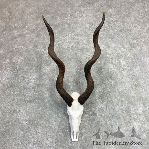 Lesser Kudu Skull & Horn European Mount For Sale #21968 @ The Taxidermy Store