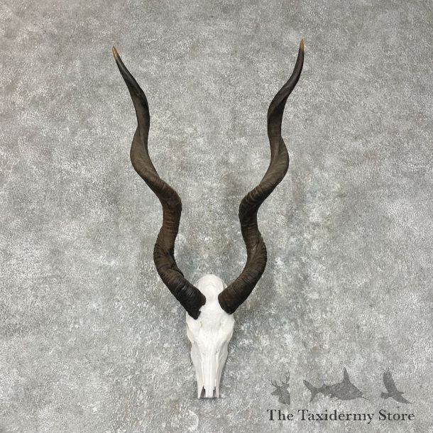 Lesser Kudu Skull & Horn European Mount For Sale #25373 @ The Taxidermy Store
