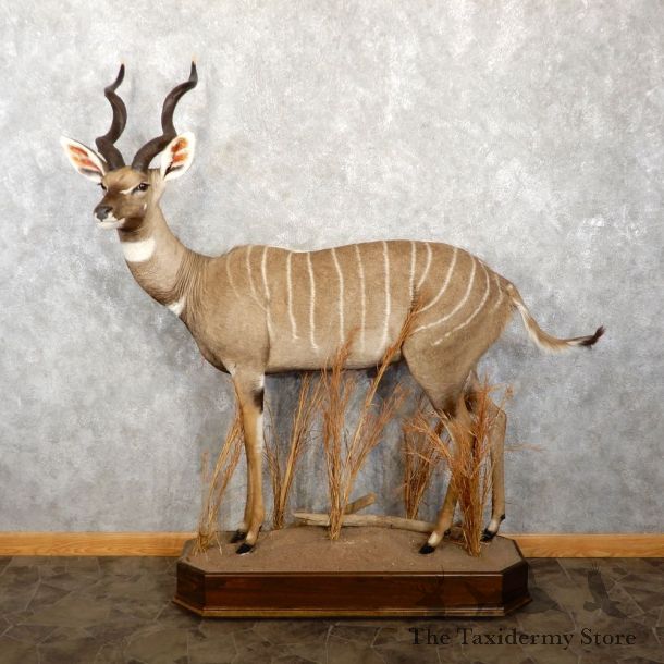 Lesser Kudu Taxidermy Mount For Sale #18761 @ The Taxidermy Store