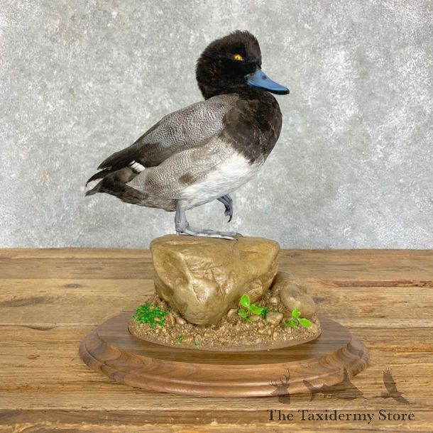 Lesser Scaup Duck Bird Mount For Sale #22909 @ The Taxidermy Store