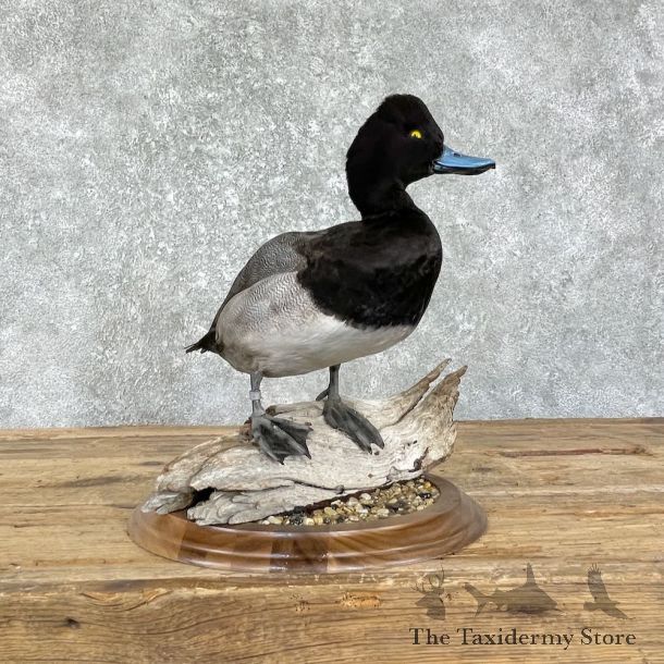 Lesser Scaup Duck Bird Mount For Sale #26202 @ The Taxidermy Store