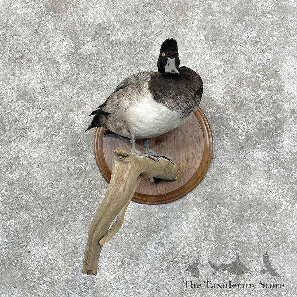 Lesser Scaup Duck Bird Mount For Sale #28435 @ The Taxidermy Store