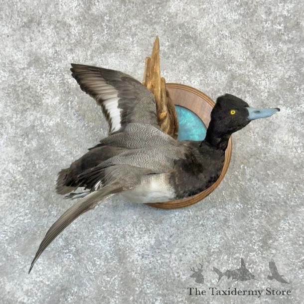 Lesser Scaup Duck Bird Mount For Sale #27622 @ The Taxidermy Store