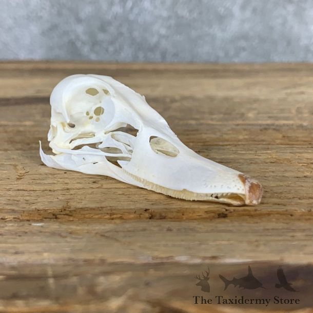 Lesser Scaup Duck Skull Mount For Sale #23034 @ The Taxidermy Store